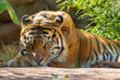 Close up shot of Sumatran tiger