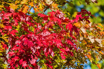 close up shot of red leaves