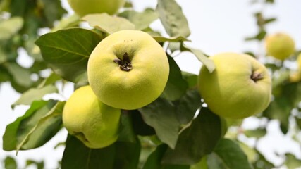 Wall Mural - Ripe quince fruits on the tree