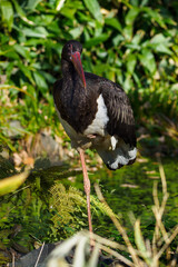 Canvas Print - Black stork standing on one leg.