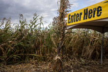 Closeup Of The Enter Here Sign At The Entrance To A Pumpkin Patch Next To A Corn Field In A Farm In Rural Oregon.