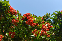 ピラカンサ　赤い木の実