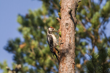 woodpecker on tree