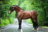 Fototapeta Konie - Brown horse standing on the road in summer. Bay Welsh cob pony posing outside on green background.