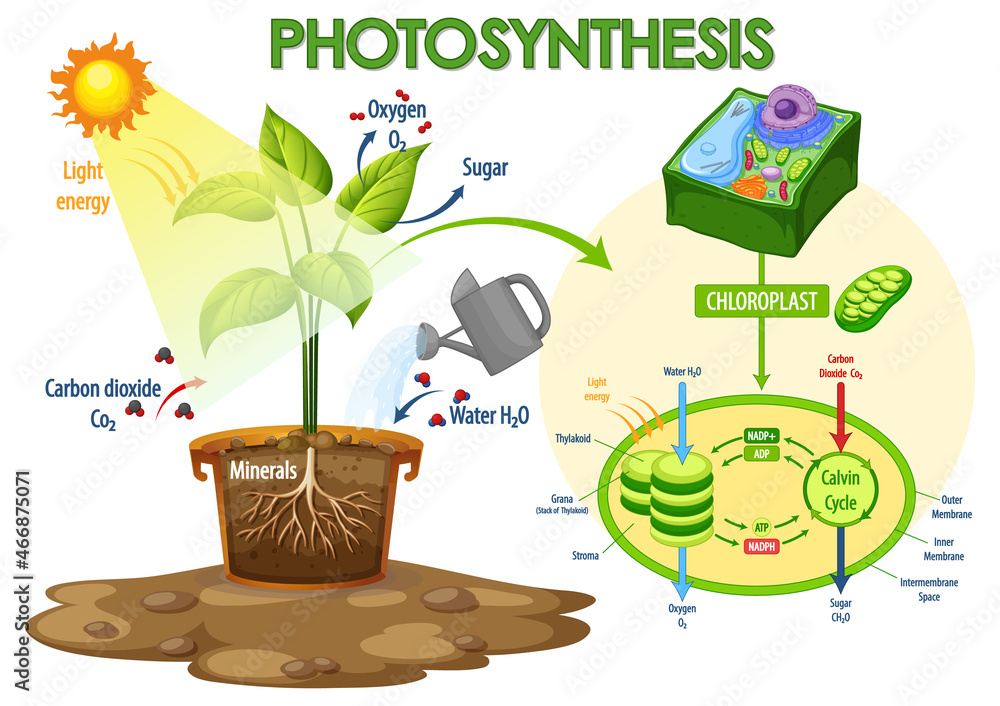 Diagram showing process of photosynthesis in plant Stock Vector | Adobe ...