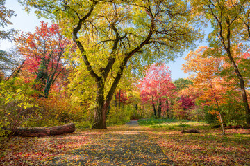 Wall Mural - Amazingly stunning autumn forest nature. Colorful trees and leaves with blue sunny sky. Idyllic peaceful rural outdoor park scenic landscape. Happy majestic nature, forest trail. Adventure freedom