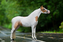 Small White In Spots Horse Standing On The Road In Summer. American Miniature Horse Mare Posing Outdoors On Green Background.