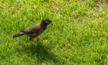 Common Myna Or Indian Myna Walking On The Lawn