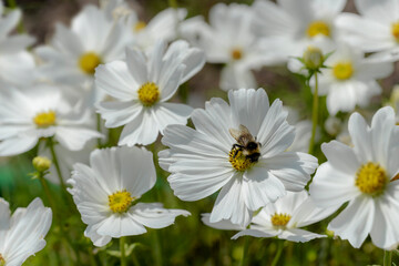 Wall Mural - bee on white cosmos in garden