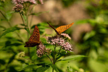 Wall Mural - Two butterflies on wild forest flowers. The silver-washed fritillary (Argynnis paphia) is the largest Central European fritillary butterfly. The upper wings are bright orange and have brown spots.