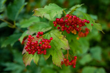 Close Up Of A „Guelder Rose“ (Viburnum Opulus, Other Common Names Include Water Elder, Cramp Bark, Snowball Tree, Common Snowball) Branch With Red Ripe Fruits.