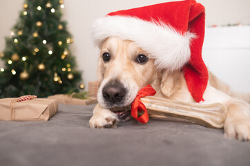 A dog wearing a santa claus hat holds his gift bone near the christmas tree with presents for christmas. Christmas card with a pet. The Golden Retriever sits in a cozy, festive atmosphere.