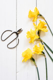 Fototapeta  - Blooming narcissus flowers and scissors on a white wooden background
