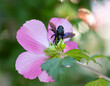 Zadrzechnia fioletowa pszczoła na kwiatku hibiskusa
