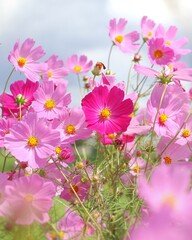 pink cosmos flowers