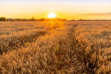 Fototapeta Na sufit - Scenic view at beautiful summer sunset in a wheaten shiny field with golden wheat and sun rays, beautiful sunset glow on horizon , road and rows leading far away, valley landscape