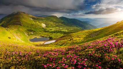 Fotobehang - Captivating summer scene with rhododendron flowers.