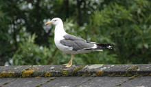 Proud Little Seagull Standing On A Mossy Stone Surface In Berkshire, UK With Trees In The Background
