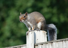 Closeup Of A Cute Gray Squirrel With A Bushy Tail Standing On A Wooden Fence In Essex, UK