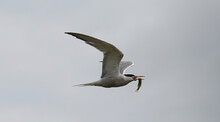 Common Tern Flying In A Gray Gloomy Sky With A Freshly Caught Fish In Its Mouth
