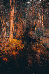 Wall Mural - autumn in the forest