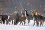 Fototapeta Krajobraz - Chmara jeleni szlachetnych na zimowym polu