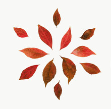 Red And Brown Leaves Lay Dowm In A Circle On White Background, Flat Lay Autumn Decoration Concept