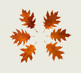 Wall Mural - Brown leaves lay dowm in a circle on white background, flat lay autumn decoration concept