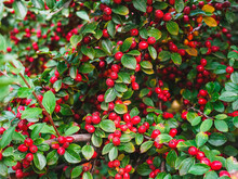 Ripe Red Shiny Berries Cotoneaster On A Branch