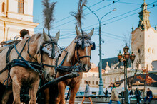 Two Beautiful Brown Horses In The Streets Of Lviv, Ukraine. Tourist Carriage Waiting For Passengers On The Streets In Historic City Center.