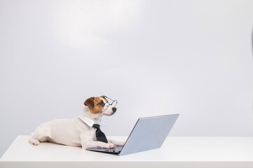 Portrait of a smart dog at the computer on a white background.