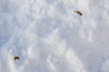 Pure white snow on a clear sunny day. Horizontal photo of snow texture