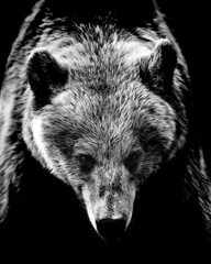 Wall Mural - bear face contour isolated on black background