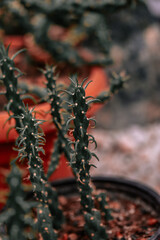 Poster - Closeup of a cactus in the botanical garden in Iasi, Romania