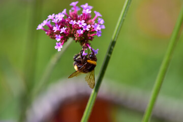 Sticker - Closeup of a bumblebee  on a purple top vervain flower in the botanical garden in Iasi, Romania