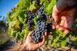 Viticulteur dans les vignes en train de vendanger le raisin noir à la main avec un sécateur.
