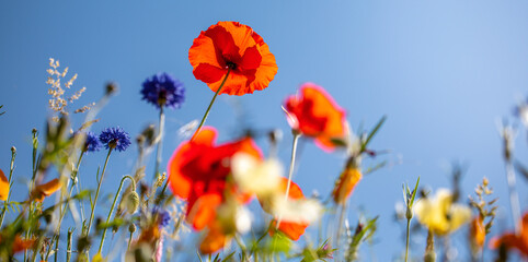 Wall Mural - Fleurs des champs au printemps, coquelicot et pâquerette au soleil.