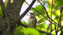 Thrush Nightingale (luscinia Luscinia) Sits On A Tree Branch And Sings In The Forest. Natural Sound