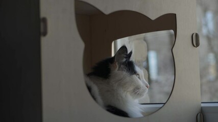 Sticker - black white cat sitting in a house with legs in the shape of a cat