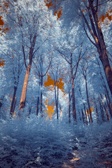 Fototapete - A surreal dramatic forest with a burning sky in infrared light shining throu the blue leafs - Germany - Hattingen