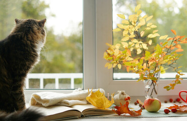 Wall Mural - Autumn landscape Cat sits on the windowsill next to a book mug apple.