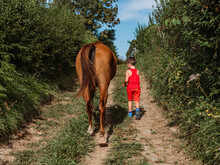 Boy Leading Horse On Rein Between Green Plants