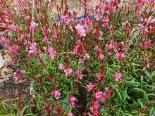 Gaura Lindheimery Red A Slender Tree With Dark Pink Flowers Resembling A Small Butterfly. It Is Commonly Planted As A Beautiful Garden Ornamental Plant.