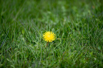 A single macro photo of a bright yellow dandelion flower in a grassy field. The sun is shining on the flower highlighting the yellow tones in the weed. There's rich green grass all around the weed.