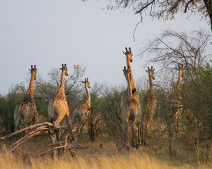 Poster - Herd of giraffes in the savanna. Africa wildlife.