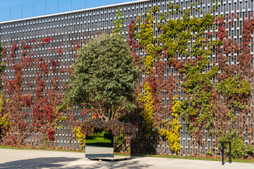 Osmanthus fragrans trees (sweet or fragrant olive) in mirrored containers. Orange-red lianas on decorative wall. Public landscape park 