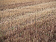 Closeup of golden wheat stubble in field, farming or nature background.