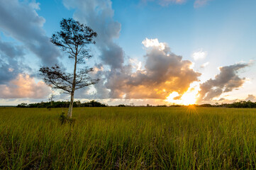 Wall Mural - Beautiful field on the dramatic sunset