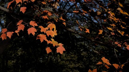 Wall Mural - Iowa Clive Autumn/Fall Red Maple Tree