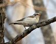 ©  Aline - Snow bunting Photo Stock. Close-up view, perched on a tree branch with a blur background in its environment and habitat. Bunting bird Image. Picture. Portrait.